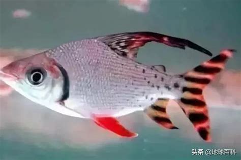 飛鳳魚品種|飛鳳魚:真唇脂鯉（Semaprochilodus theraponura 